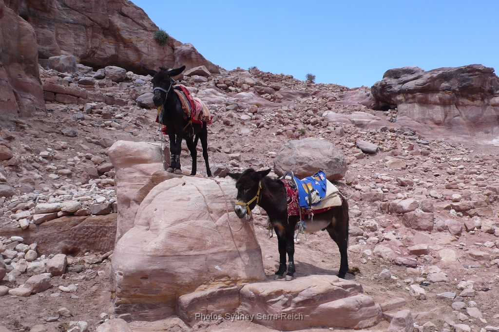 mai 2010  Jordanie  Petra 10.JPG - Pétra. Mai 2010
